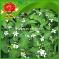 Alta Calidad Natural Heartleaf houttuynia cordata thunb